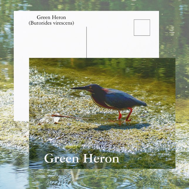 Carte Postale Héron vert, eaux des Everglades, photographie d'oi (Créateur téléchargé)