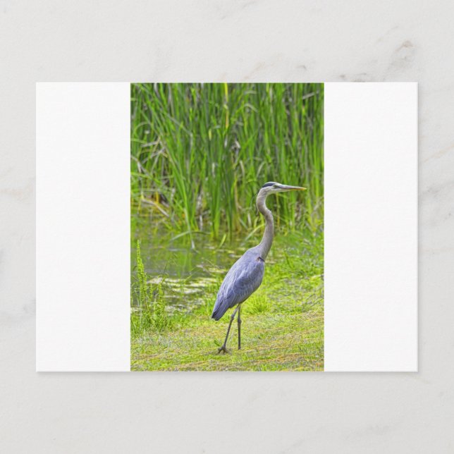 Carte Postale Heron Walk (Devant)