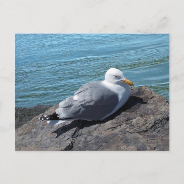 Carte Postale Herring Gull (Devant)