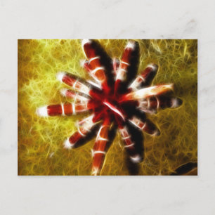 Carte Postale Heterocentrotus
