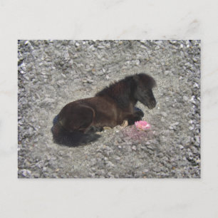 Carte Postale hety Shetland Pony Mini Cheval Animaux Animaux