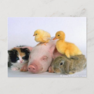 Carte Postale Heure de la sieste pour les animaux