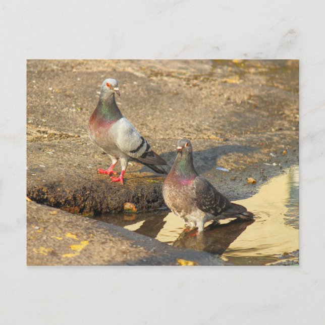 Carte Postale Heure du bain pour les pigeons (Devant)