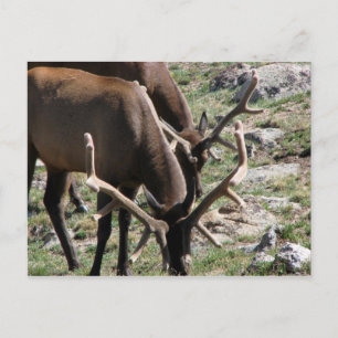 Carte Postale Heure du déjeuner