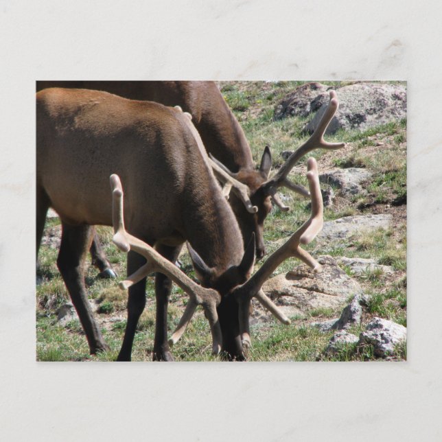 Carte Postale Heure du déjeuner (Devant)