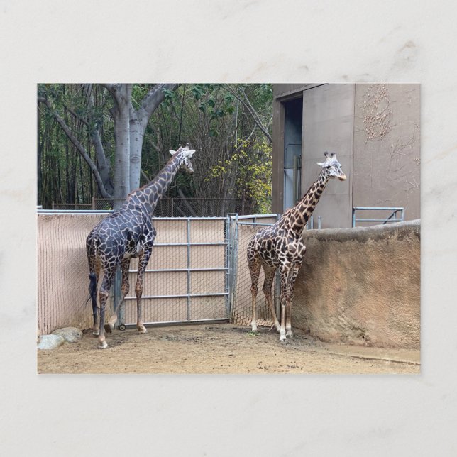 Carte Postale Heure du déjeuner (Devant)