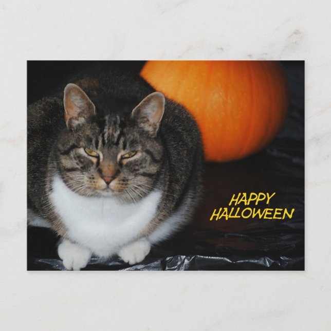 Carte postale heureuse de Halloween de chat et de (Devant)