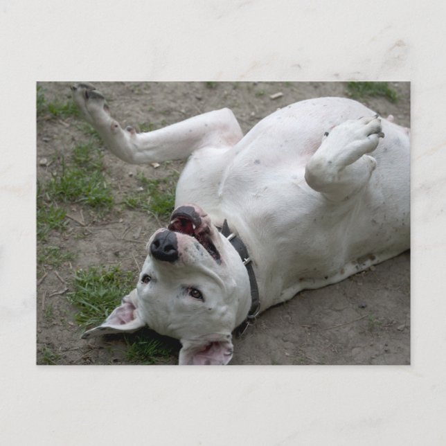 Carte Postale Heureuse fille Dogo Argentino (Devant)