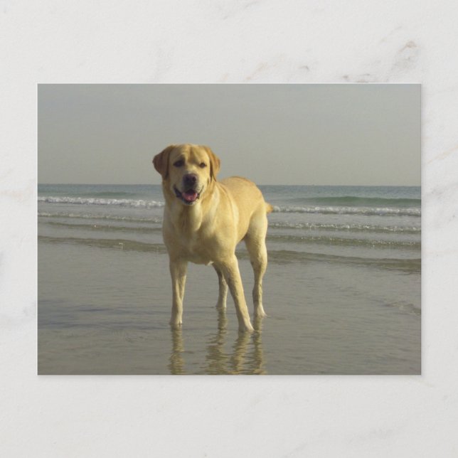 Carte Postale Heureux (Devant)