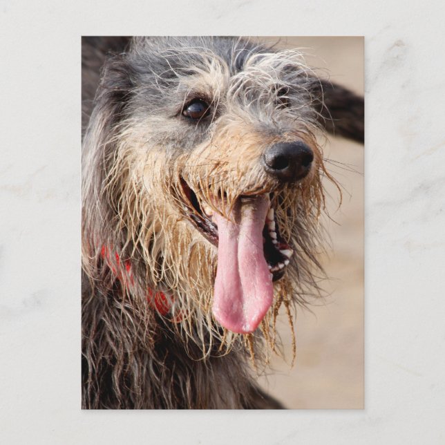 Carte Postale Heureux chien sur une plage (Devant)