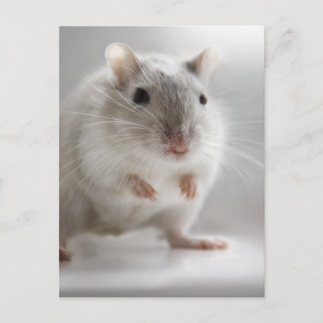 CARTE POSTALE HEUREUX DE VOUS RENCONTRER (Devant)