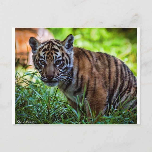 Carte Postale Hi-Res Sumatran Tiger Cub (Devant)