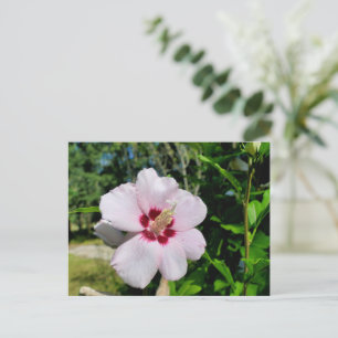 Carte Postale Hibiscus