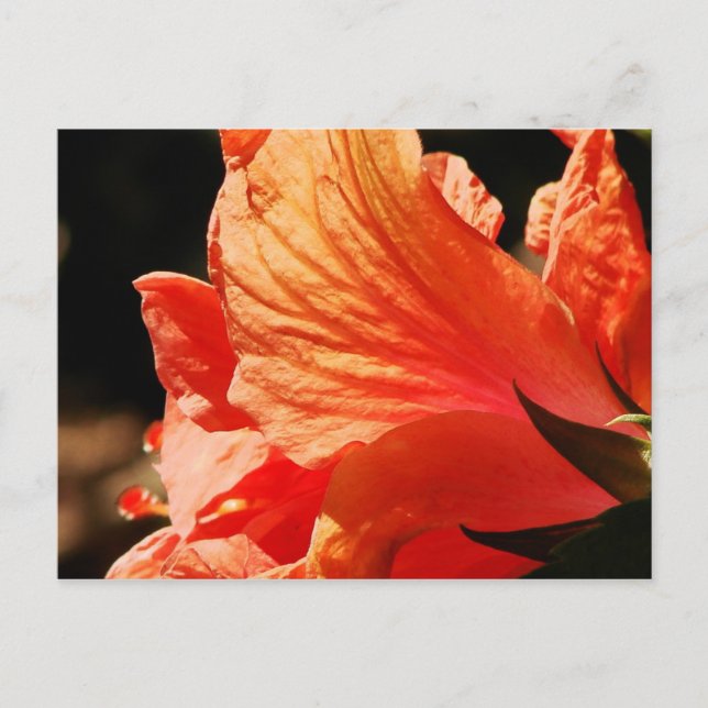 CARTE POSTALE HIBISCUS (Devant)