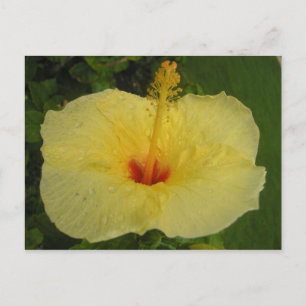 Carte postale Hibiscus