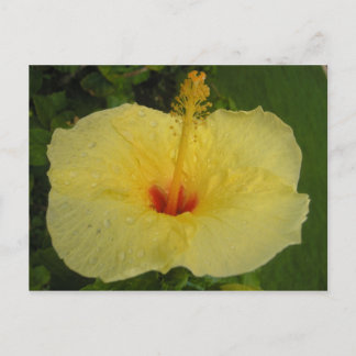 Carte postale Hibiscus