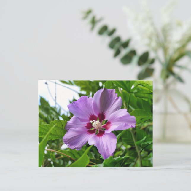 Carte Postale Hibiscus (Debout devant)