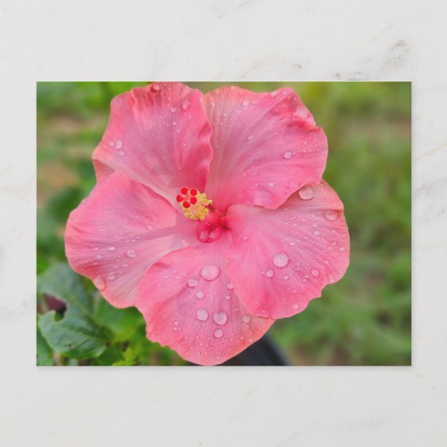Carte postale Hibiscus (Devant)