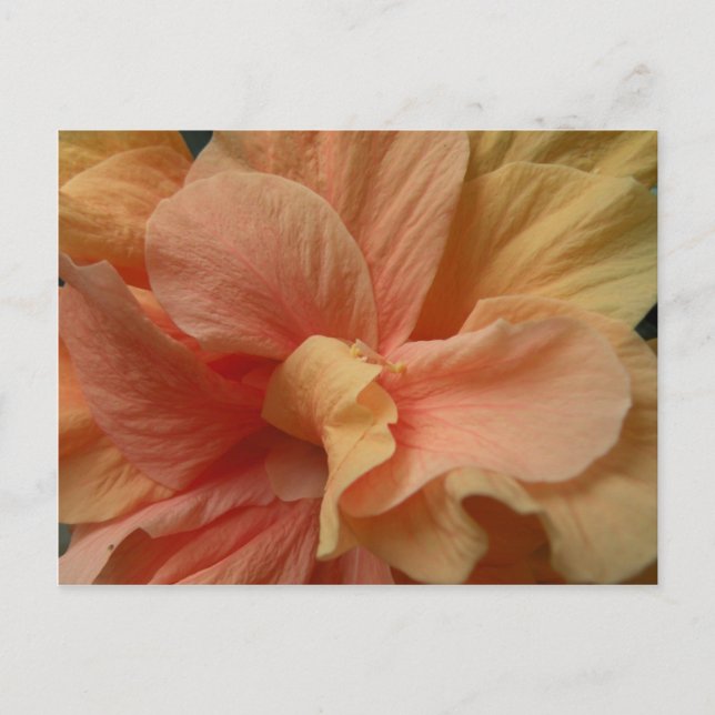 Carte postale Hibiscus (Devant)