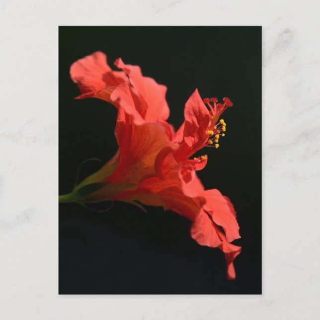 Carte Postale Hibiscus (Devant)