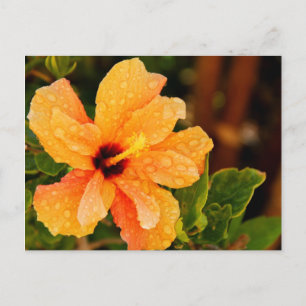 Carte Postale Hibiscus