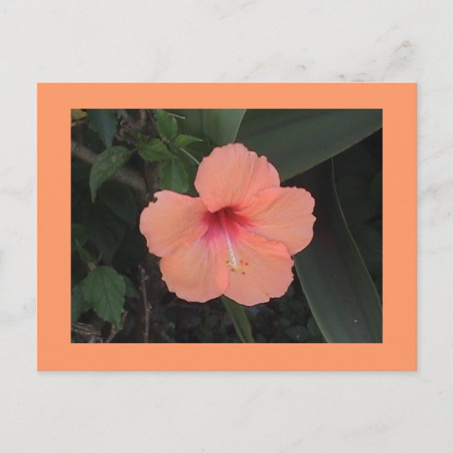 Carte postale Hibiscus (Devant)