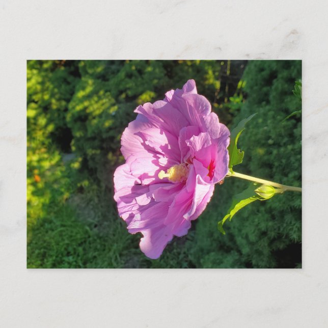 Carte Postale Hibiscus (Devant)
