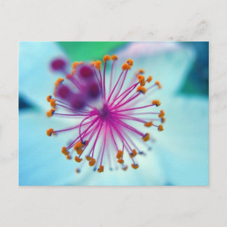 Carte Postale hibiscus 10