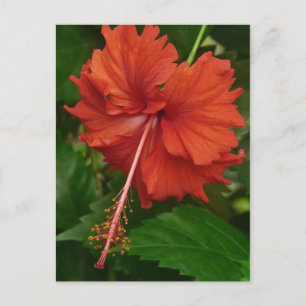 Carte Postale hibiscus 14