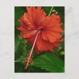 Carte Postale hibiscus 14