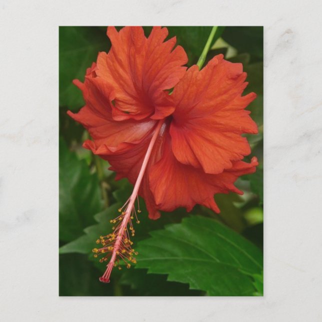 Carte Postale hibiscus 14 (Devant)