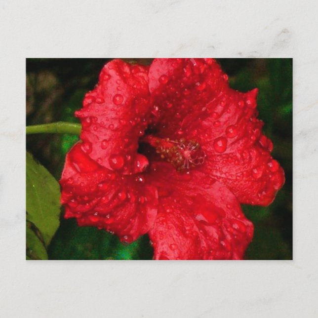 Carte Postale hibiscus 22 (Devant)