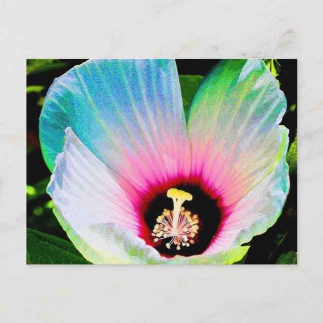 Carte Postale hibiscus 23 (Devant)