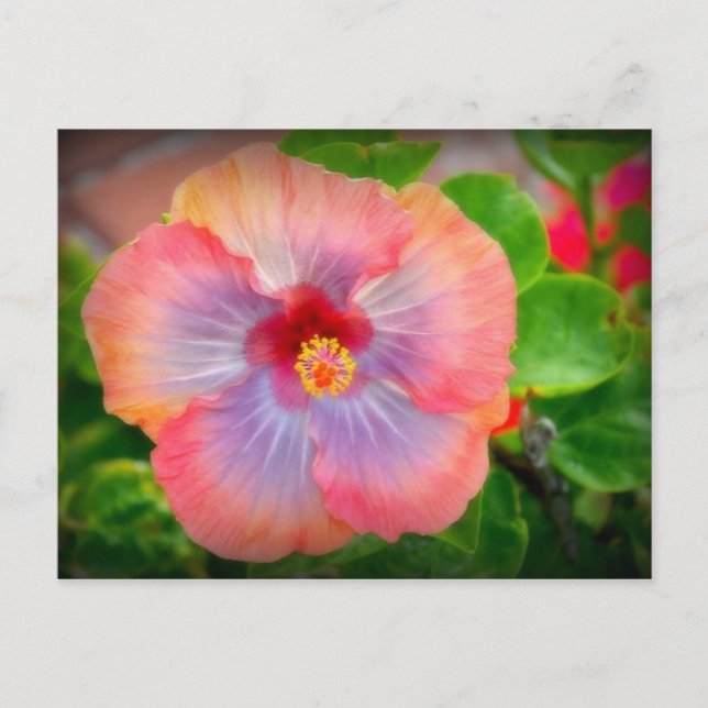 Carte Postale hibiscus 29 (Devant)