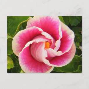 Carte Postale hibiscus 30