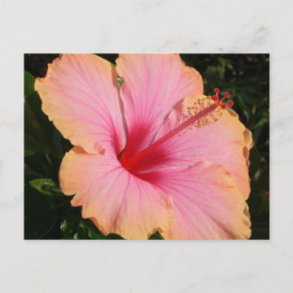 Carte Postale hibiscus 5