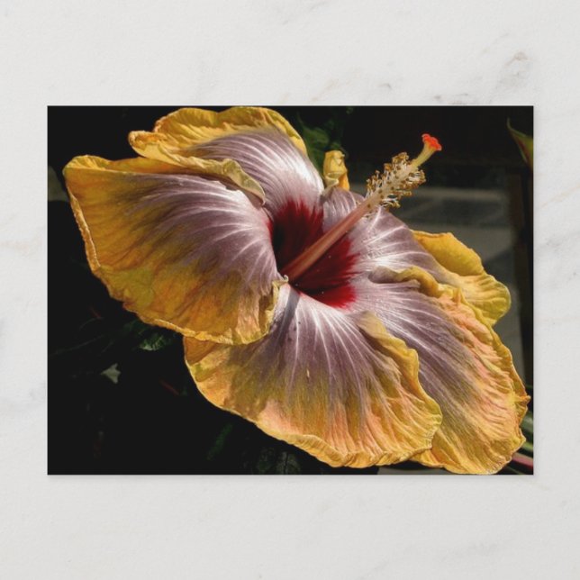 Carte Postale hibiscus 6 (Devant)