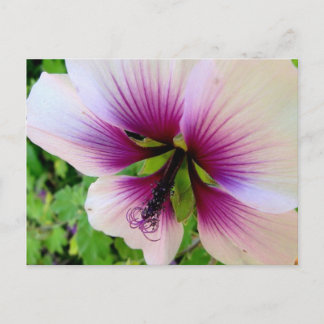 Carte Postale hibiscus 7