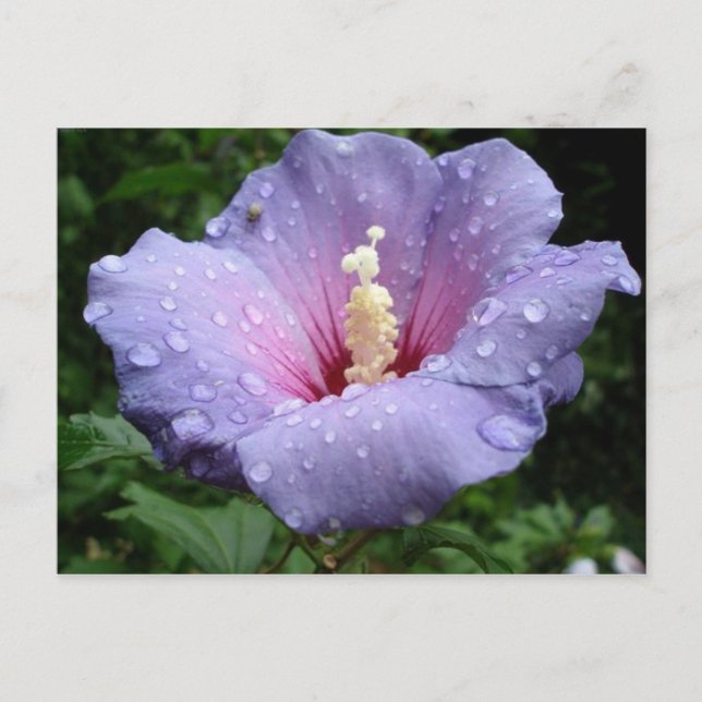 Carte Postale hibiscus 8 (Devant)