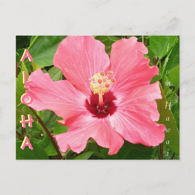 Carte Postale Hibiscus à Hawaii couleur de corail rose (Devant)
