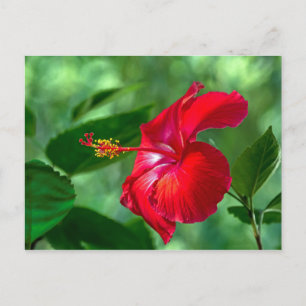 Carte Postale Hibiscus Blossom