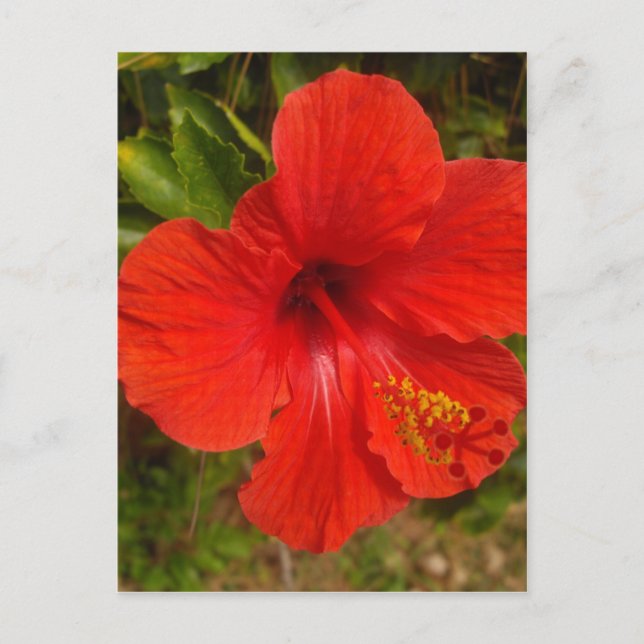 Carte Postale Hibiscus Crimson (Devant)
