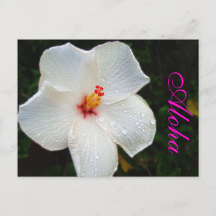 Carte Postale Hibiscus d'Hawaï blanc