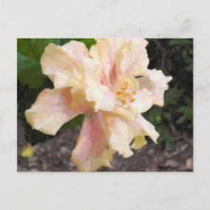 Carte postale Hibiscus double