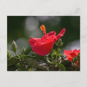 Carte Postale Hibiscus Fleurit Et Bufs