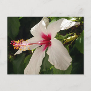 Carte postale Hibiscus Floral