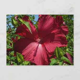 Carte Postale Hibiscus Flower and Blue Sky
