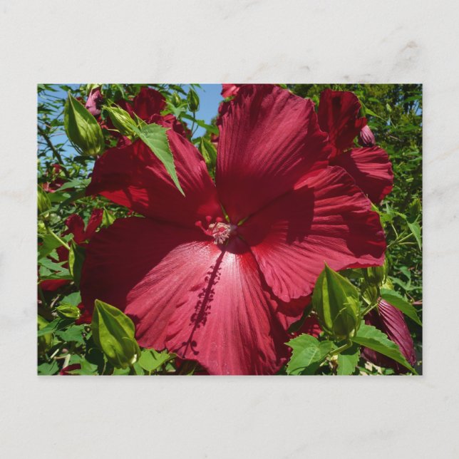 Carte Postale Hibiscus Flower and Blue Sky (Devant)