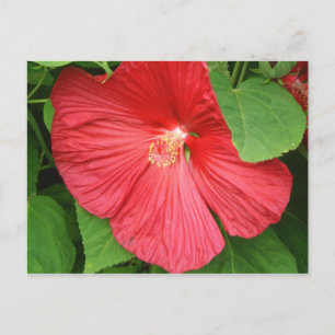 Carte Postale Hibiscus Flower Bright Magenta