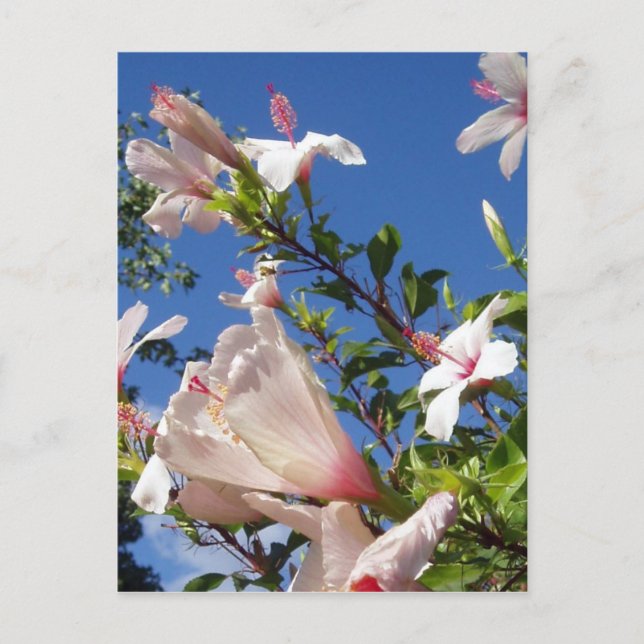 Carte postale Hibiscus Flowers (Devant)